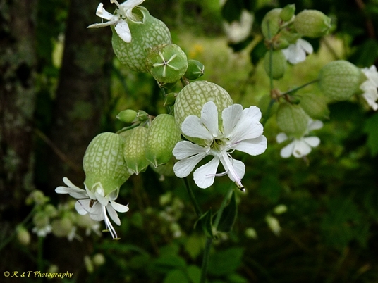 {Silene vulgaris}